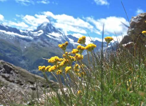 Image of Glacier Wormwood