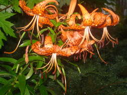 Image of Tiger lily