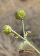 Image of Hermannia minutiflora Engl.