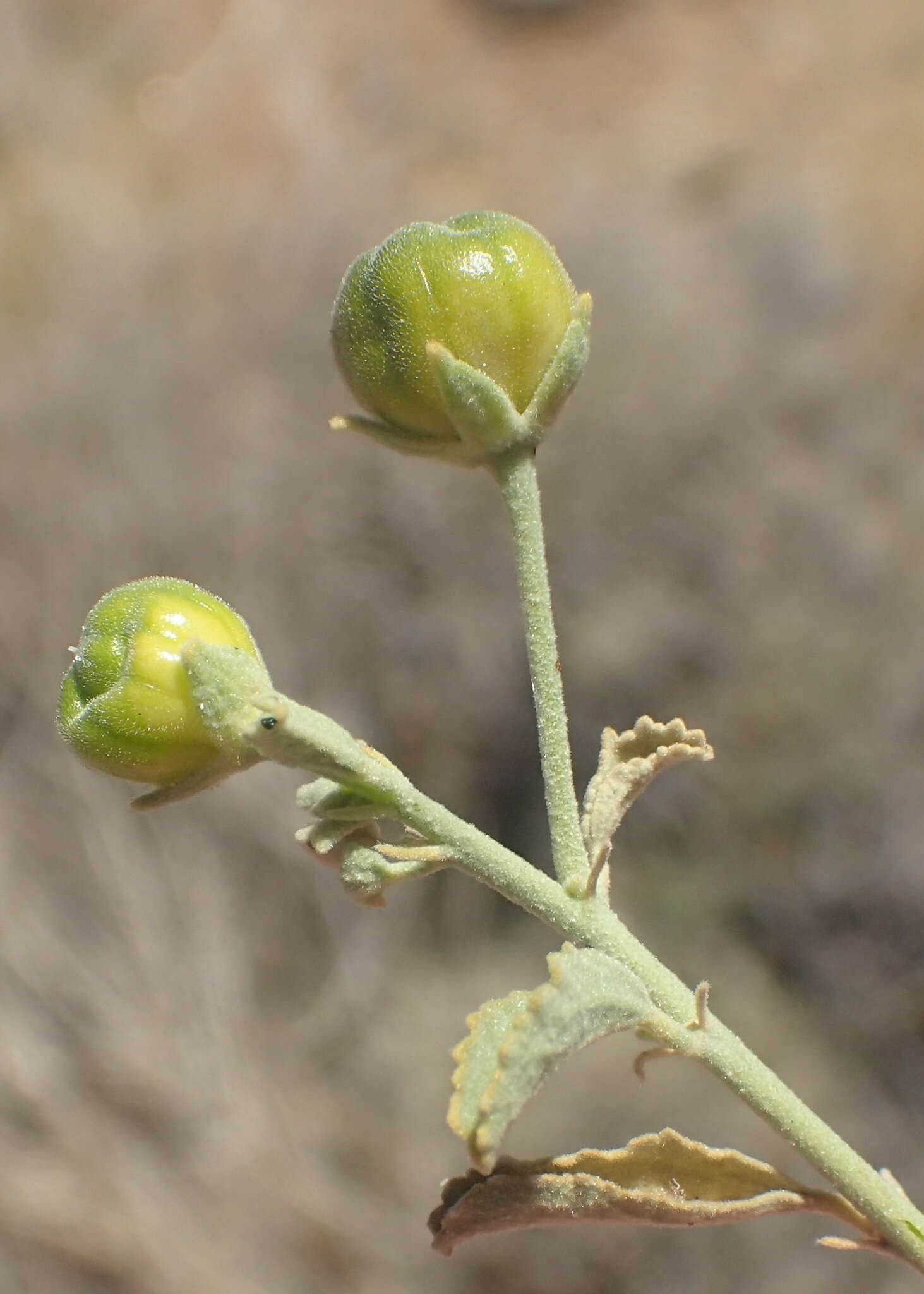 Image of Hermannia minutiflora Engl.