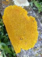 Imagem de Xanthoria calcicola Oxner