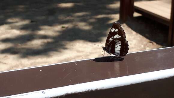 Neptis rivularis bergmani Bryk 1942 resmi