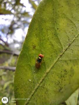 Image of Microchrysa bicolor (Wiedemann 1830)