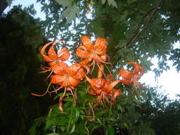 Image of Tiger lily