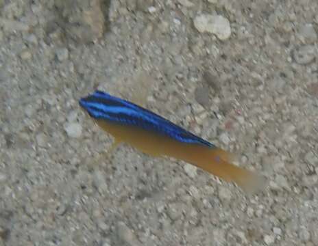 Image of Azurespt damselfish