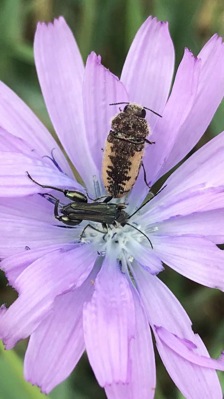 Sivun Acmaeodera pilosellae (Bonelli 1812) kuva