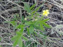 Image of Potentilla humifusa Willd.