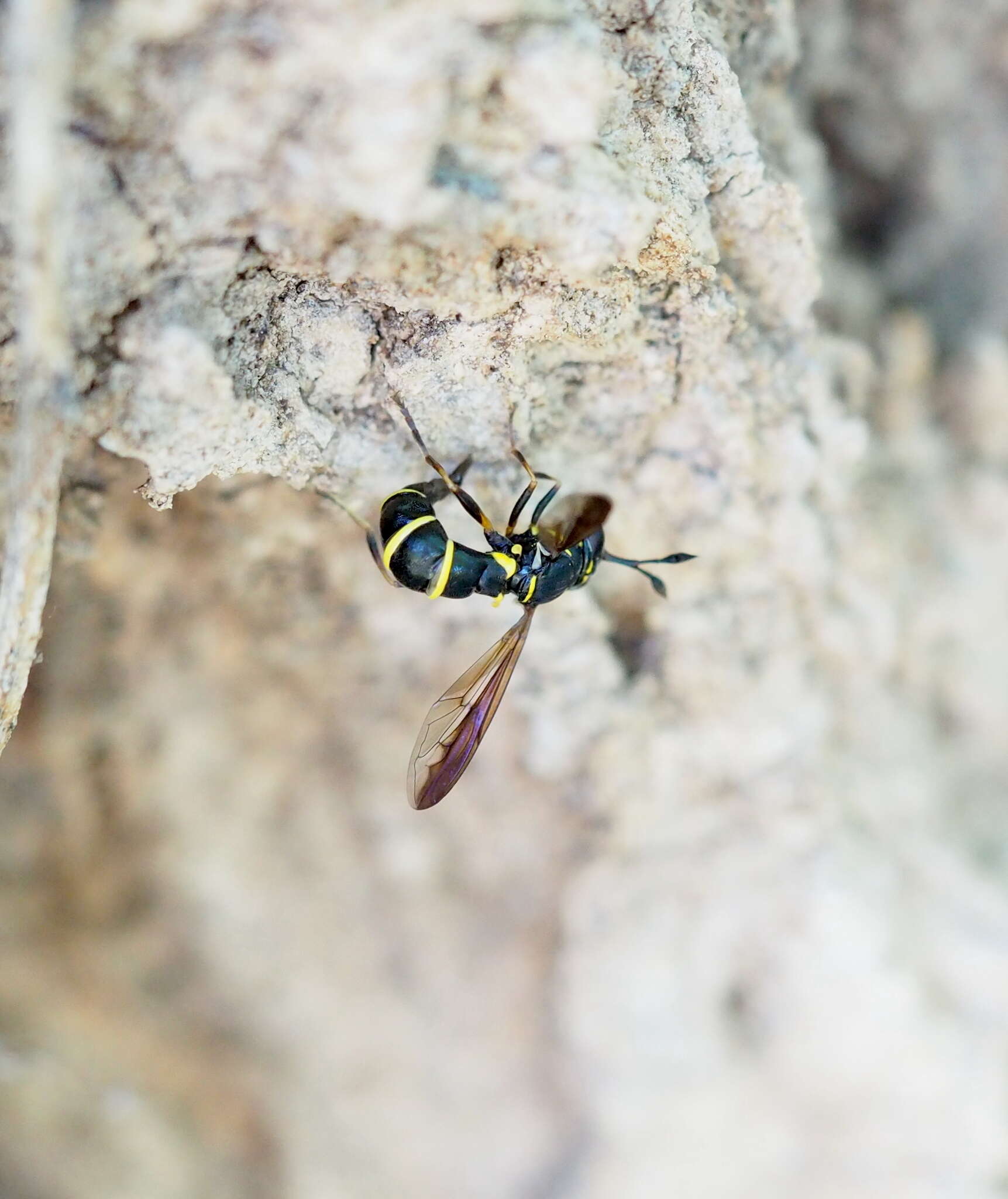 Image of Ceriana conopsoides (Linnaeus 1758)