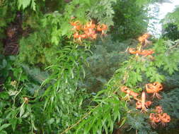 Image of Tiger lily