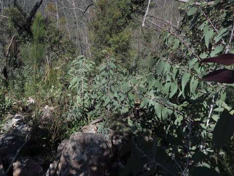 Image of Eucalyptus stenostoma L. A. S. Johnson & Blaxell