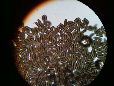 Image of Pyrenomyxa picea (Ellis) M. Stadler, Læssøe & Lar. N. Vassiljeva 2006