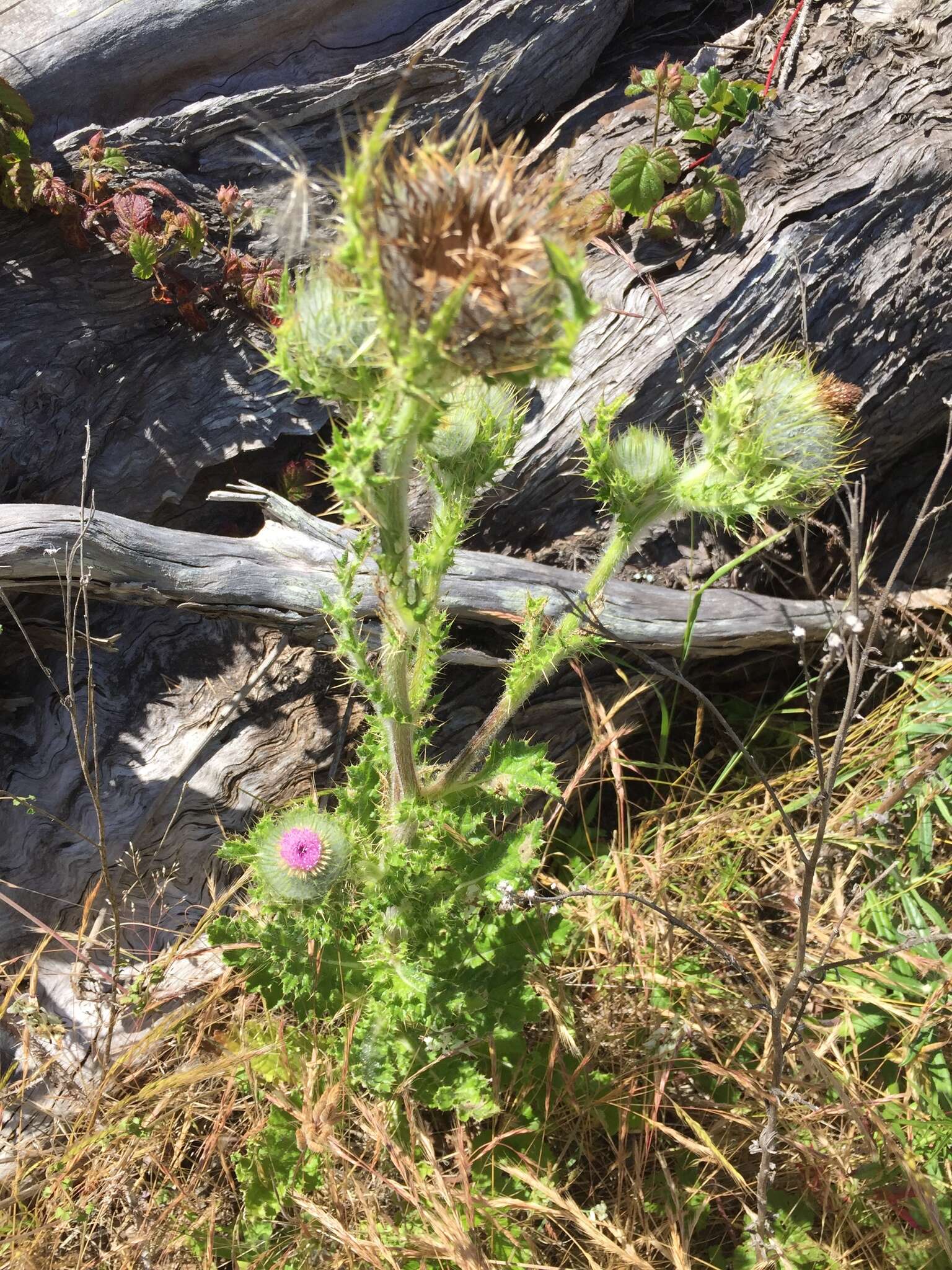 Image of clustered thistle