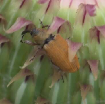 Image of Red Sunflower Seed Weevil