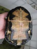 Image of West African mud turtle