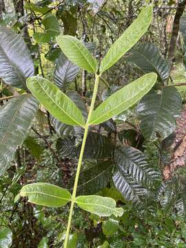 Image of Diploglottis cunninghamii (Hook.) J. D. Hook.