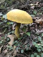 Слика од Retiboletus