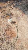 Image of Moraea fugax subsp. filicaulis (Baker) Goldblatt