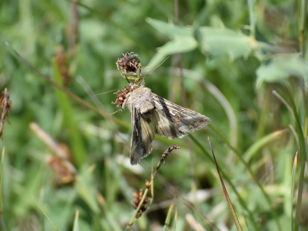 صورة Autographa gamma Linnaeus 1758