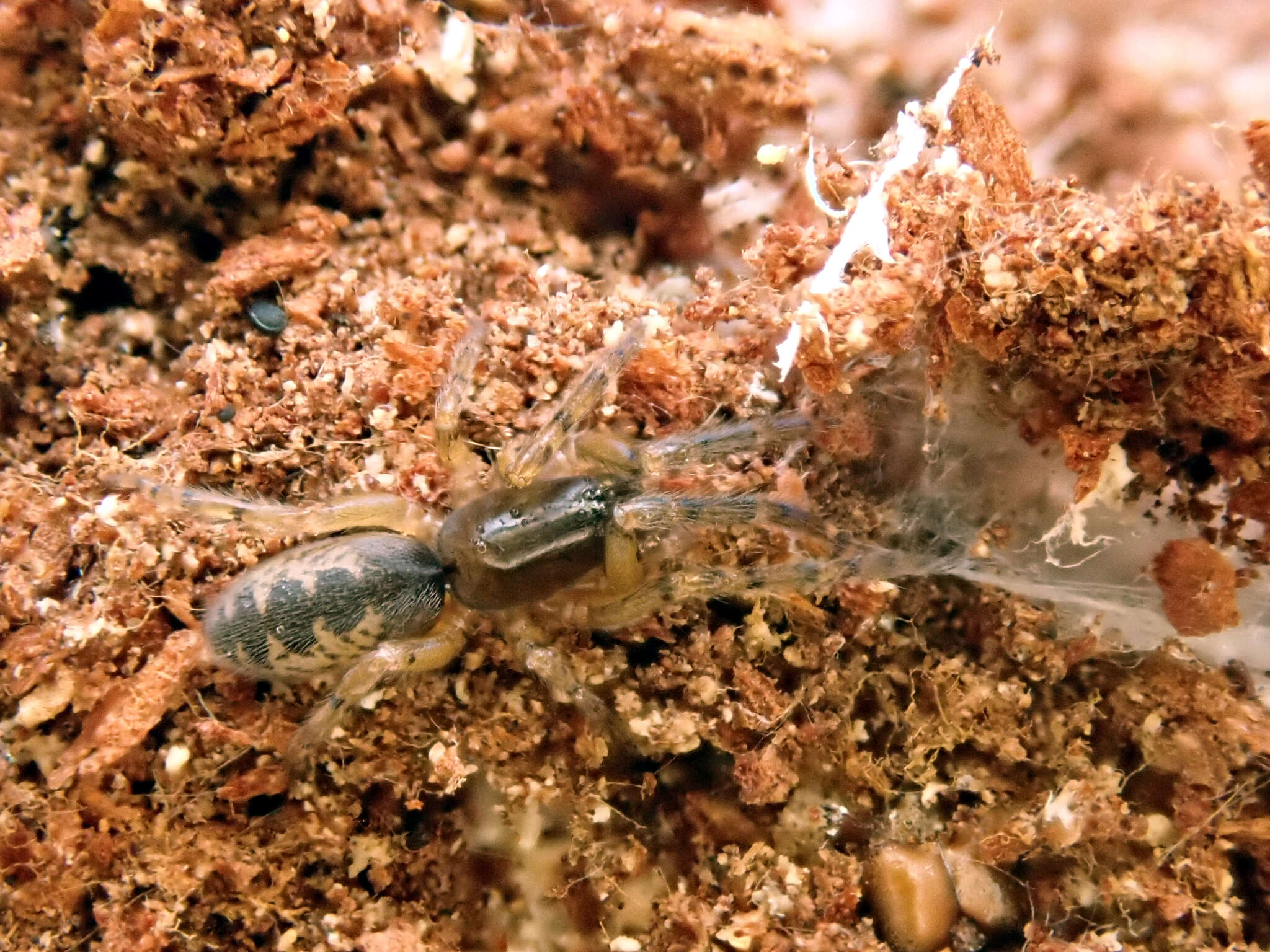 Image of snake-back spider