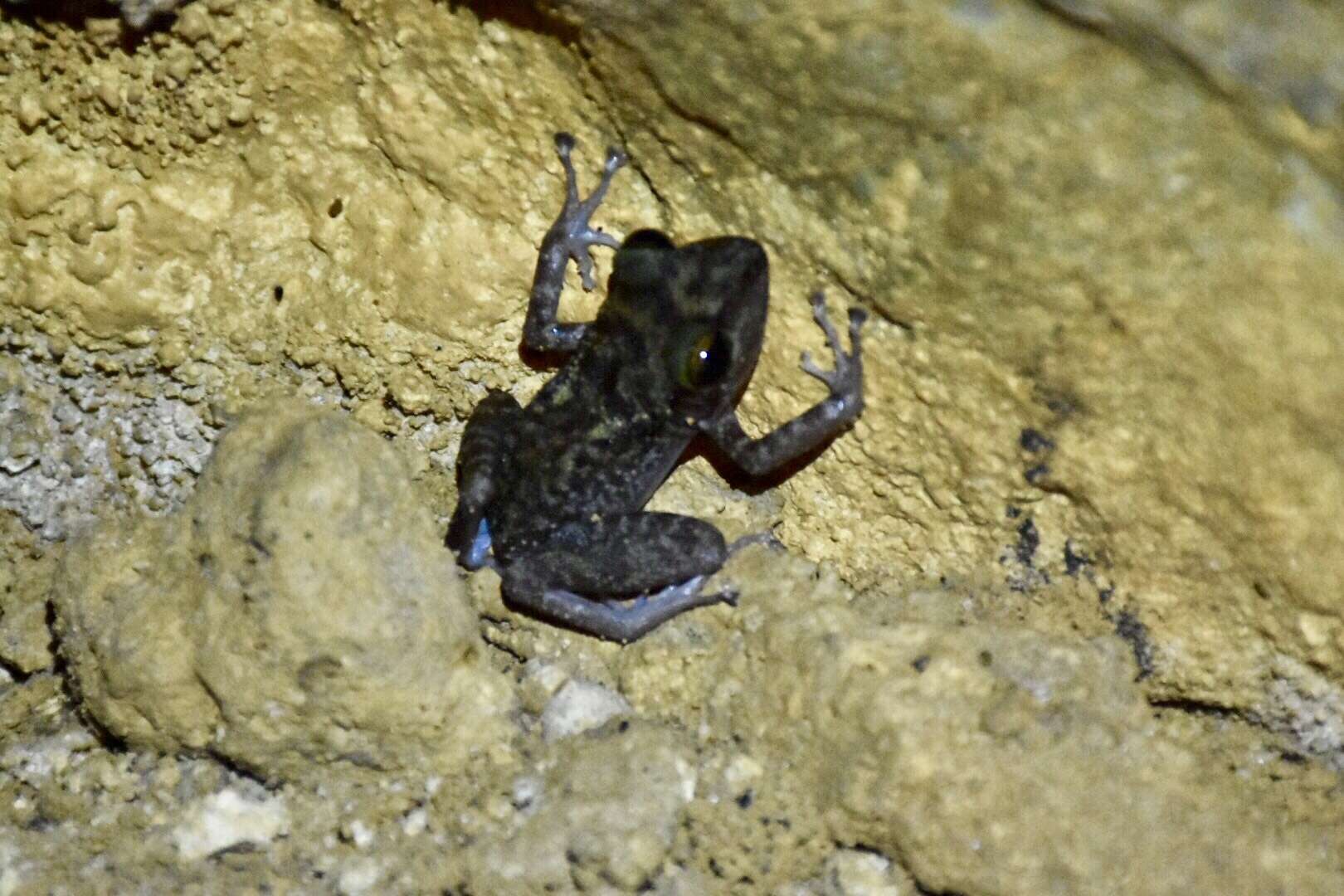 Image of Zeus' robber frog