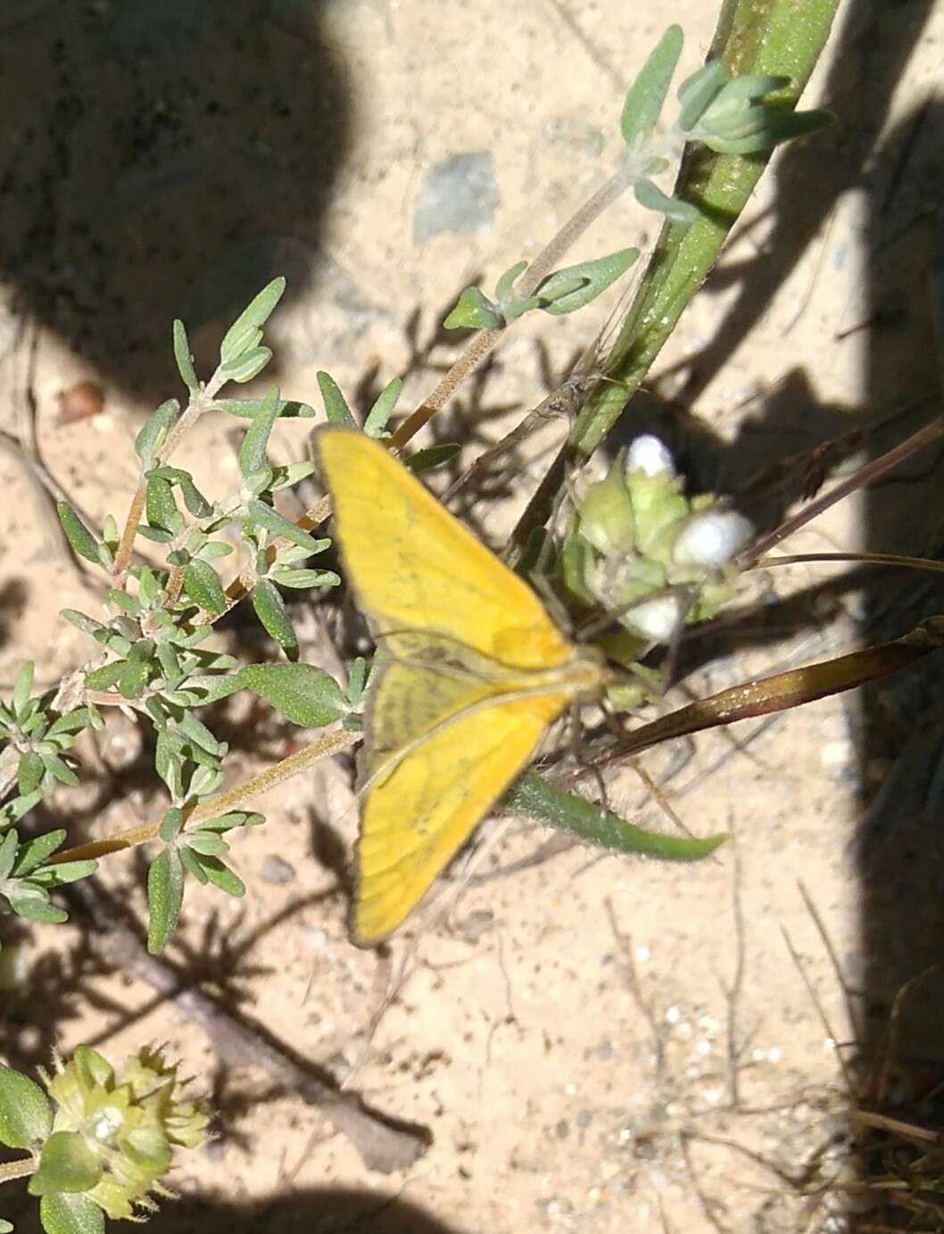 Image of Mecyna lutealis Dupont