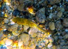 Image of Dusky Grouper