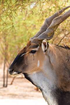 Image of giant eland