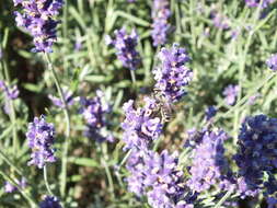 Image of Bee