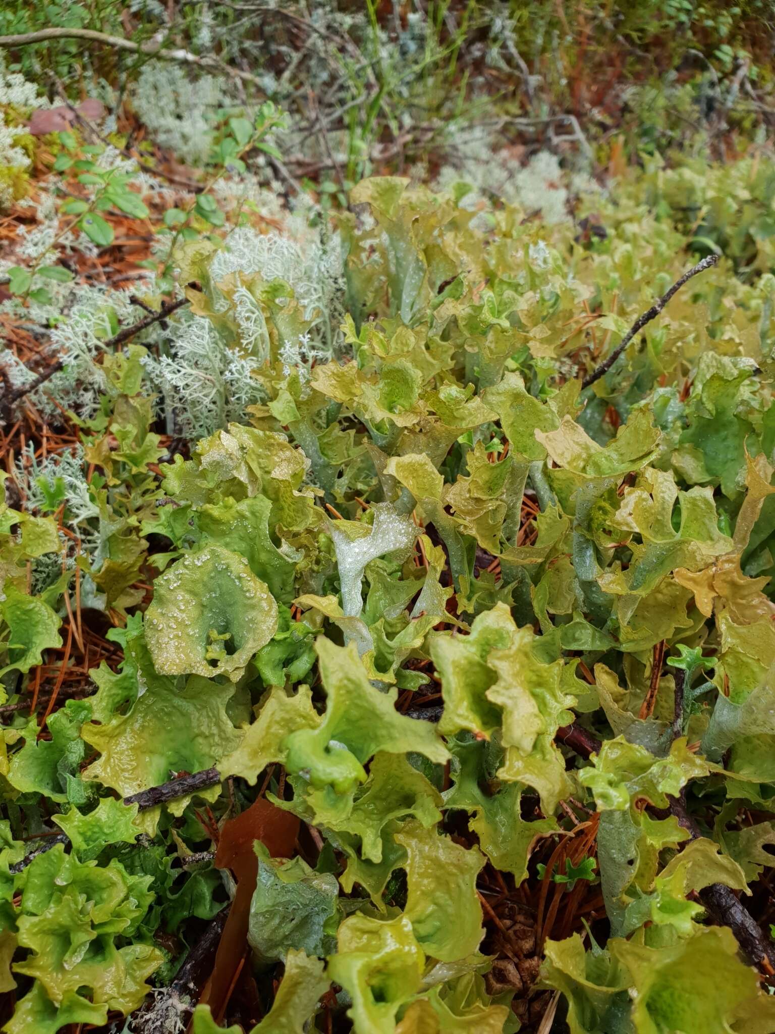 Image of Cetraria lichens