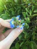 Image of Scaevola calendulacea (Kenn.) Druce