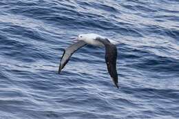 Image of Royal Albatross