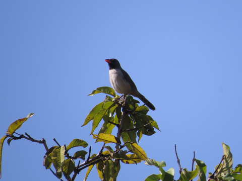 Image of Black-throated Saltator