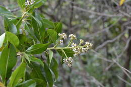 Image of Escallonia paniculata (Ruiz & Pav.) Roem. & Schult.