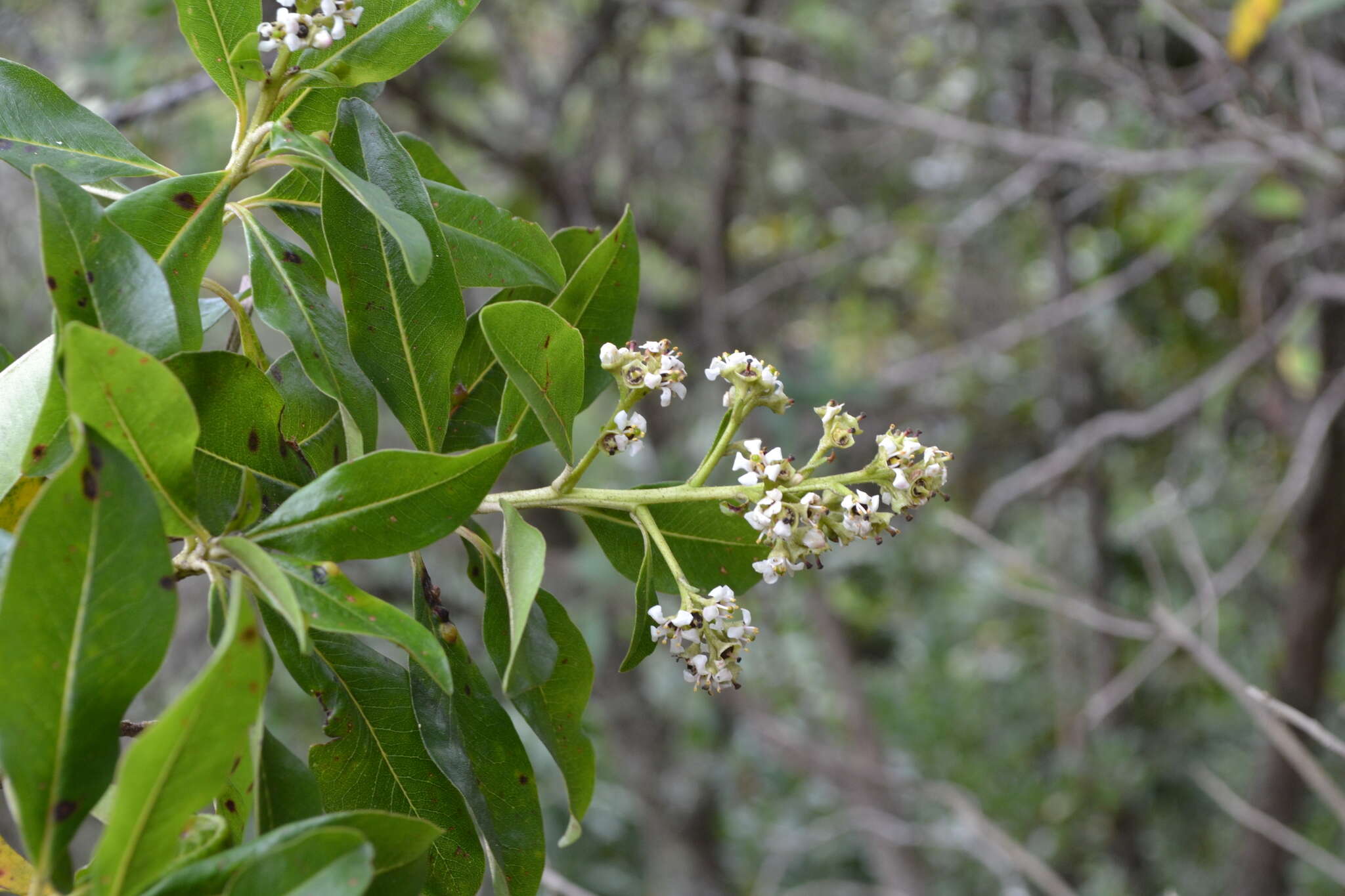 Image of Escallonia paniculata (Ruiz & Pav.) Roem. & Schult.