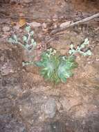 Sivun Graptopetalum sinaloensis kuva