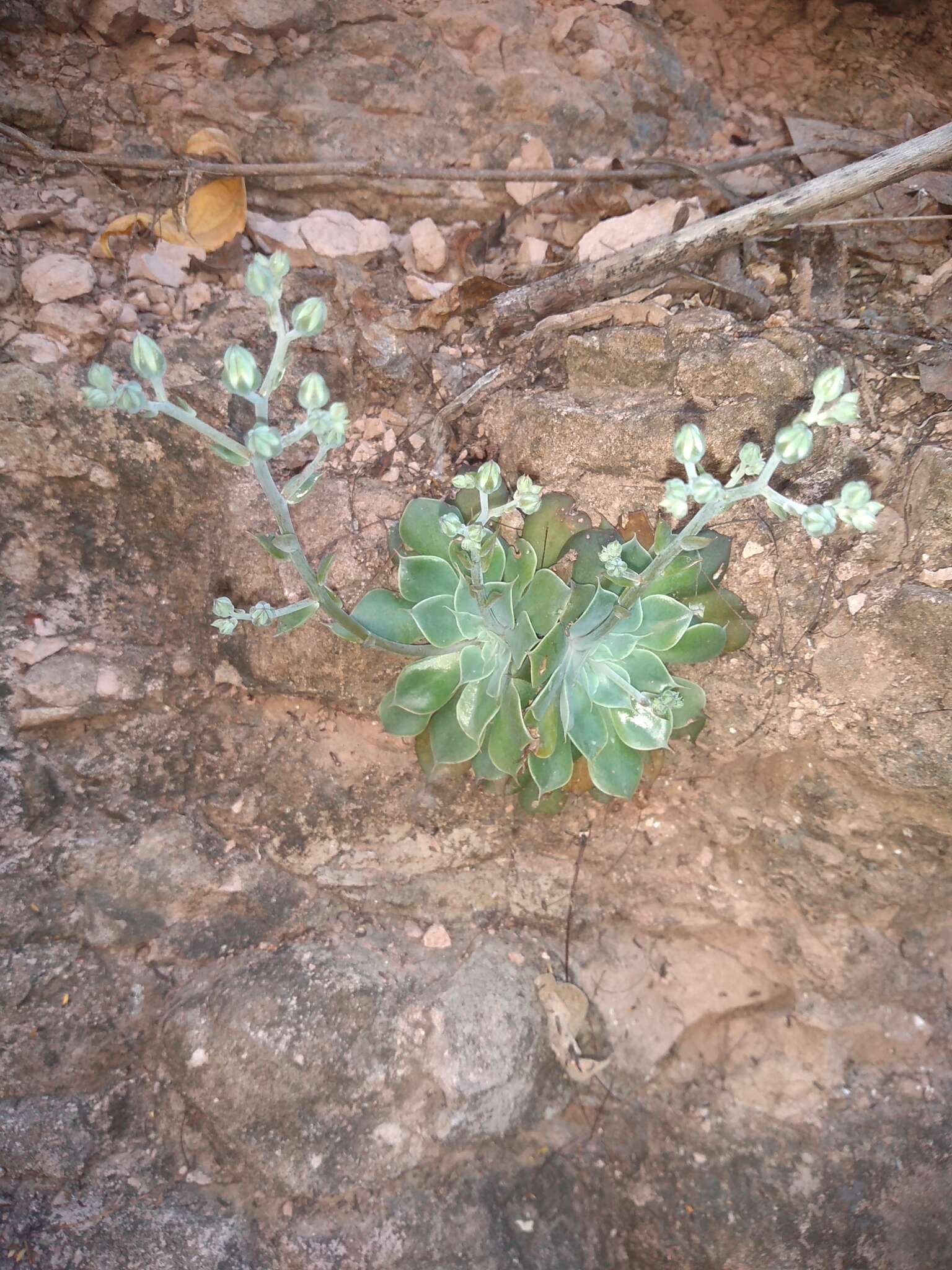 Sivun Graptopetalum sinaloensis kuva