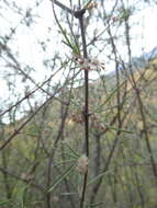 Image of Olearia virgata var. lineata Kirk