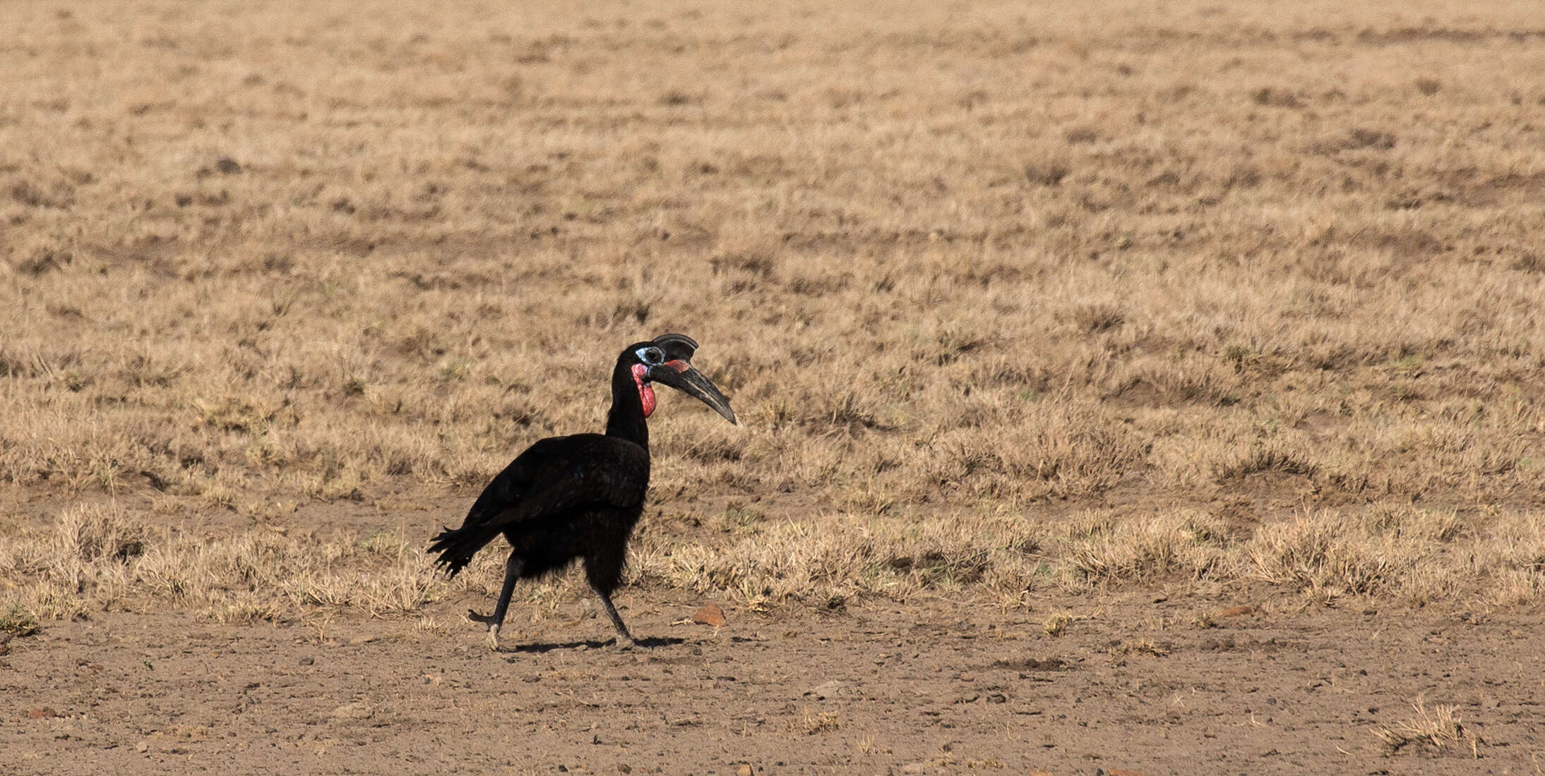 Image of Abyssinian Ground Hornbill
