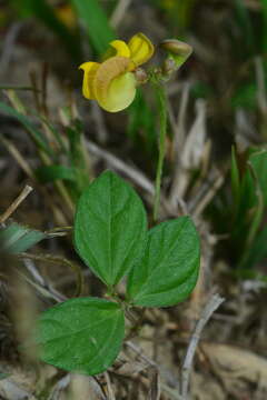 Plancia ëd Vigna minima (Roxb.) Ohwi & H. Ohashi