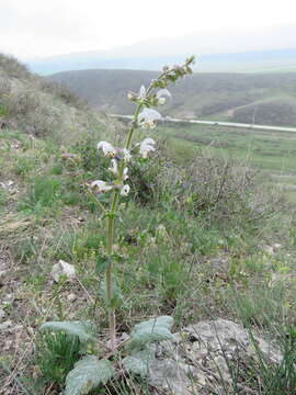 Salvia verbascifolia M. Bieb. resmi