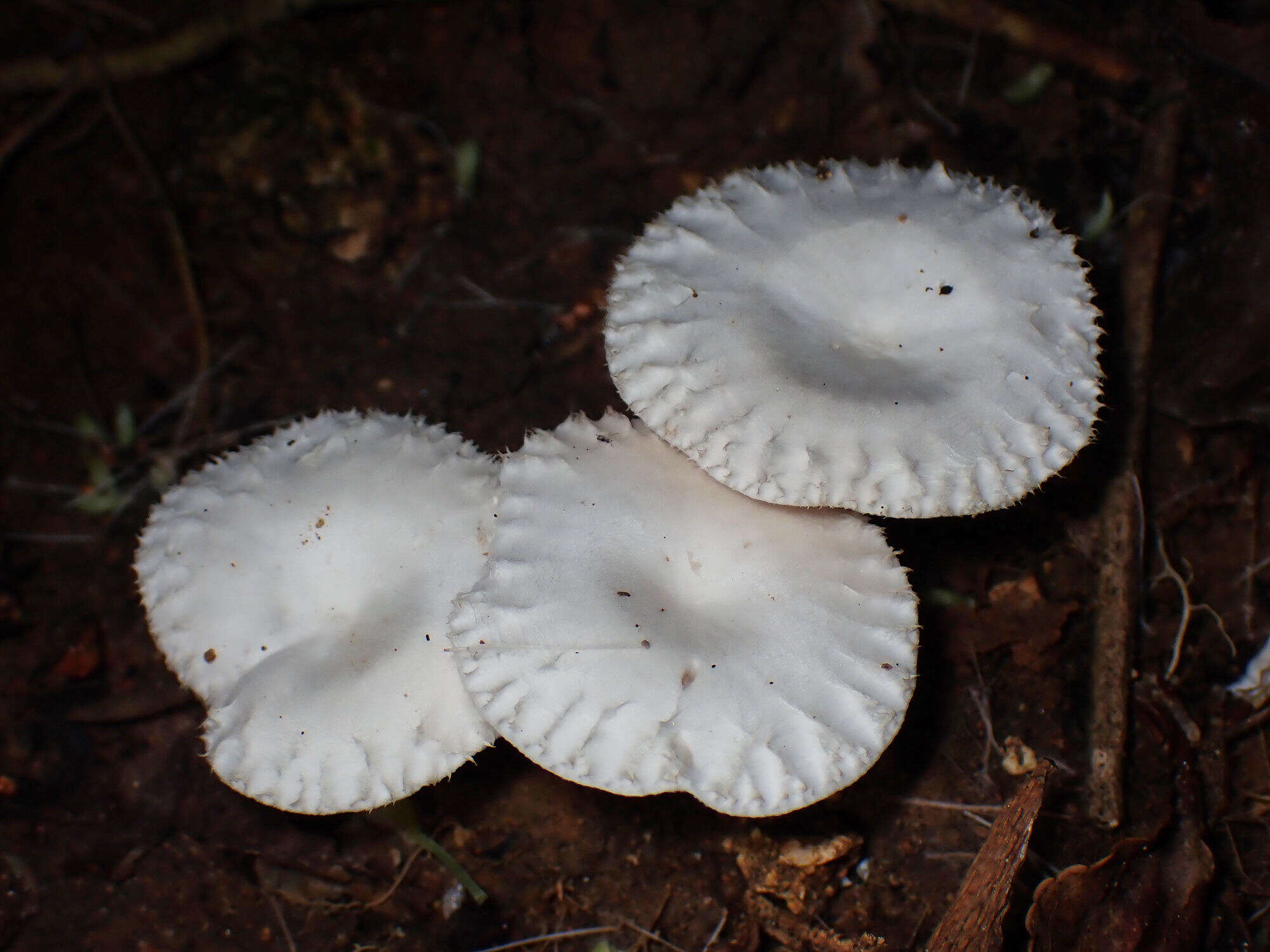 Image of Clitopilus crispus Pat. 1913