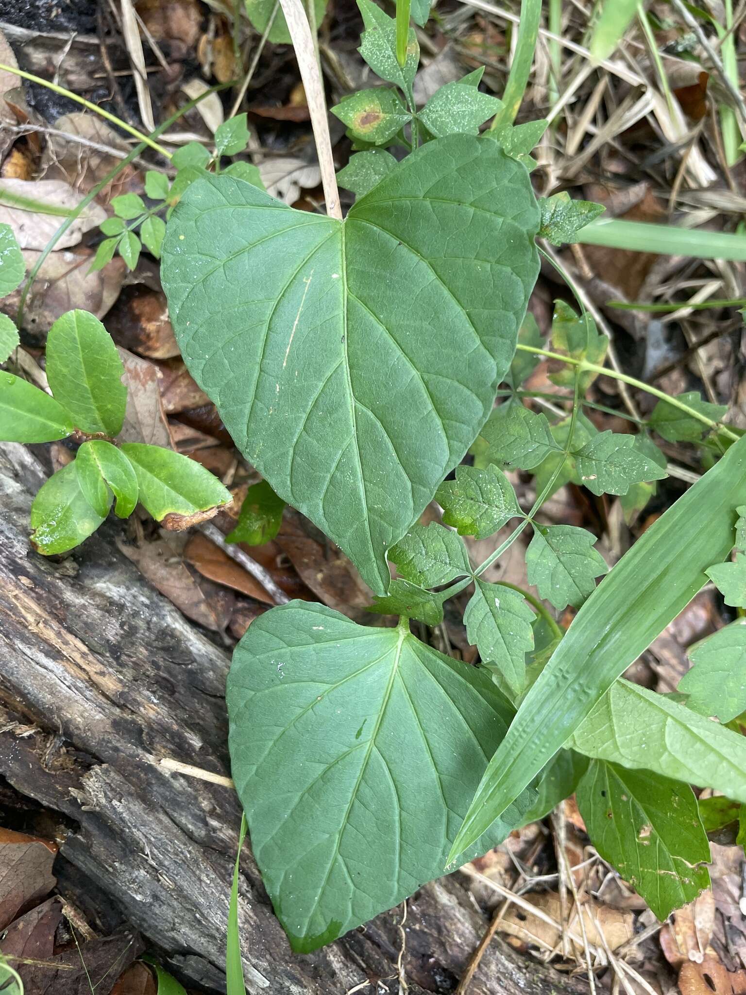 Image of largeroot morning-glory