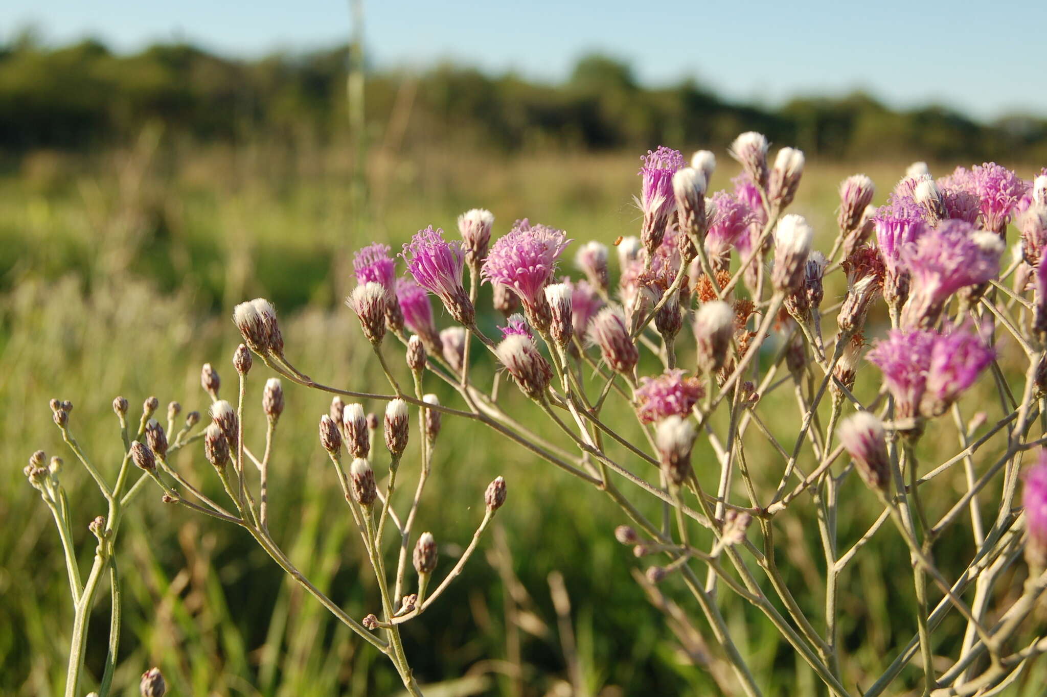 Image of Vernonia incana Less.