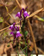 Image of Linaria joppensis Bornm.