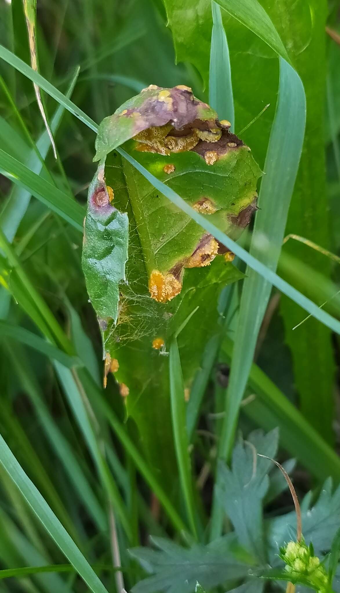 Image of Puccinia dioicae Magnus 1877