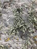 Image of cartilage lichen