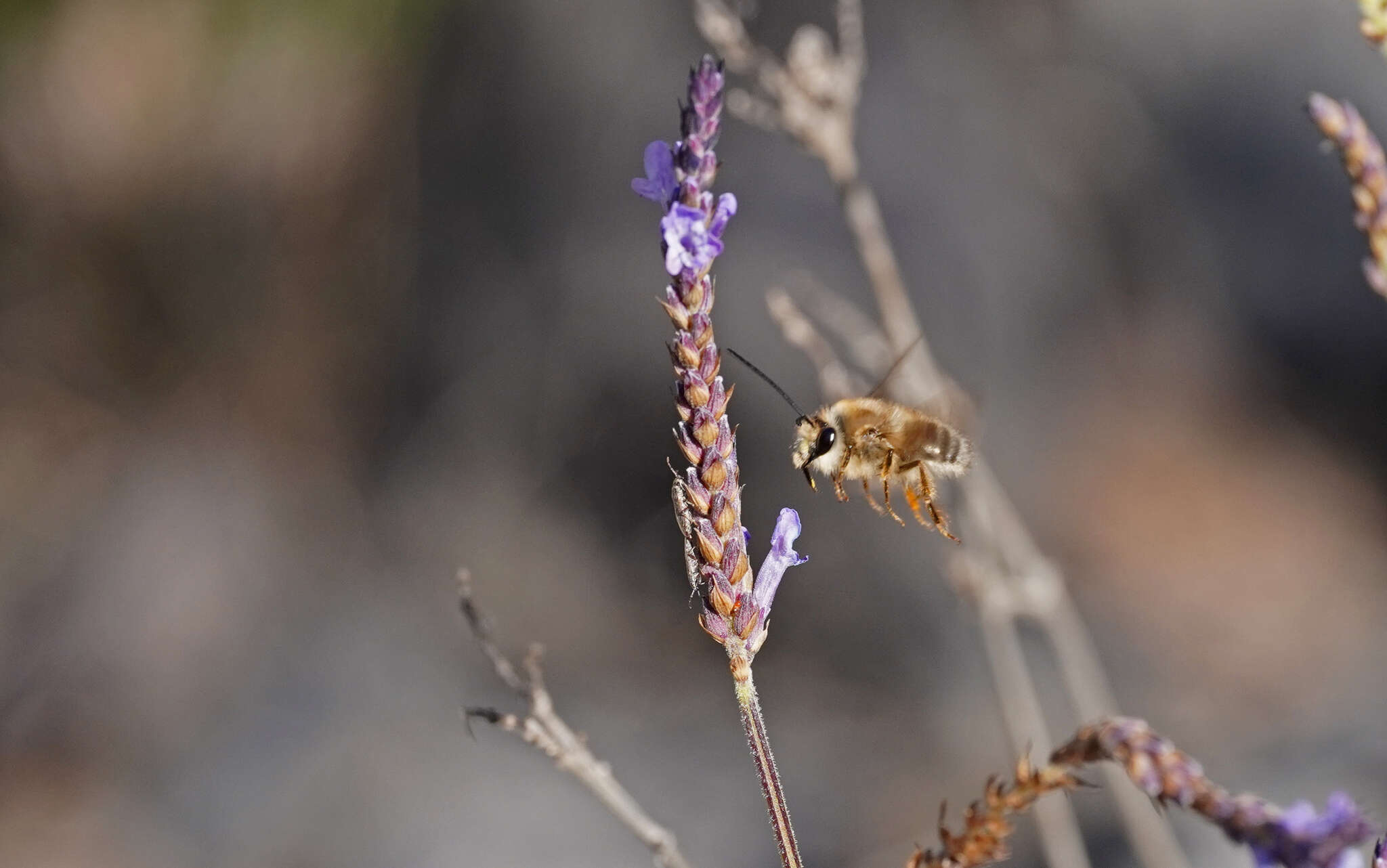 Image of Eucera gracilipes Pérez 1895