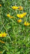 Heliopsis helianthoides (L.) Sw. resmi