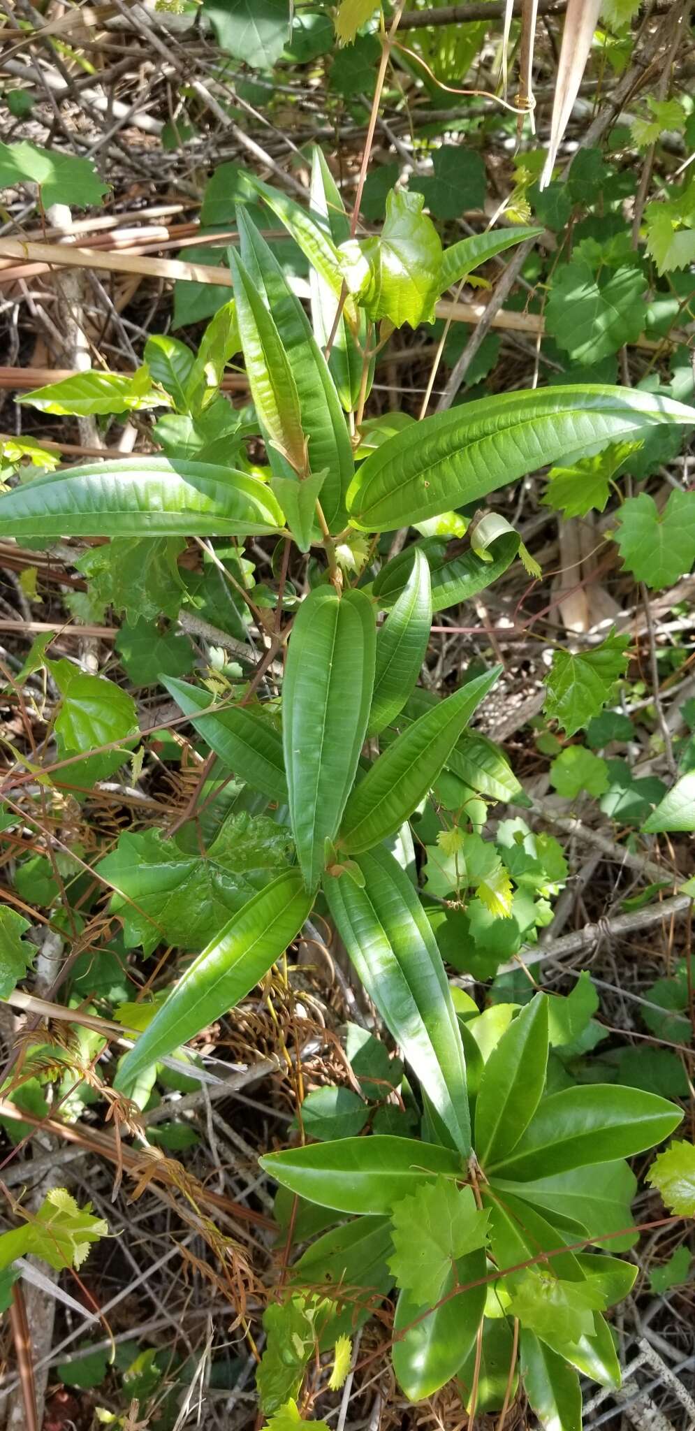 صورة Miconia bicolor (Mill.) Triana