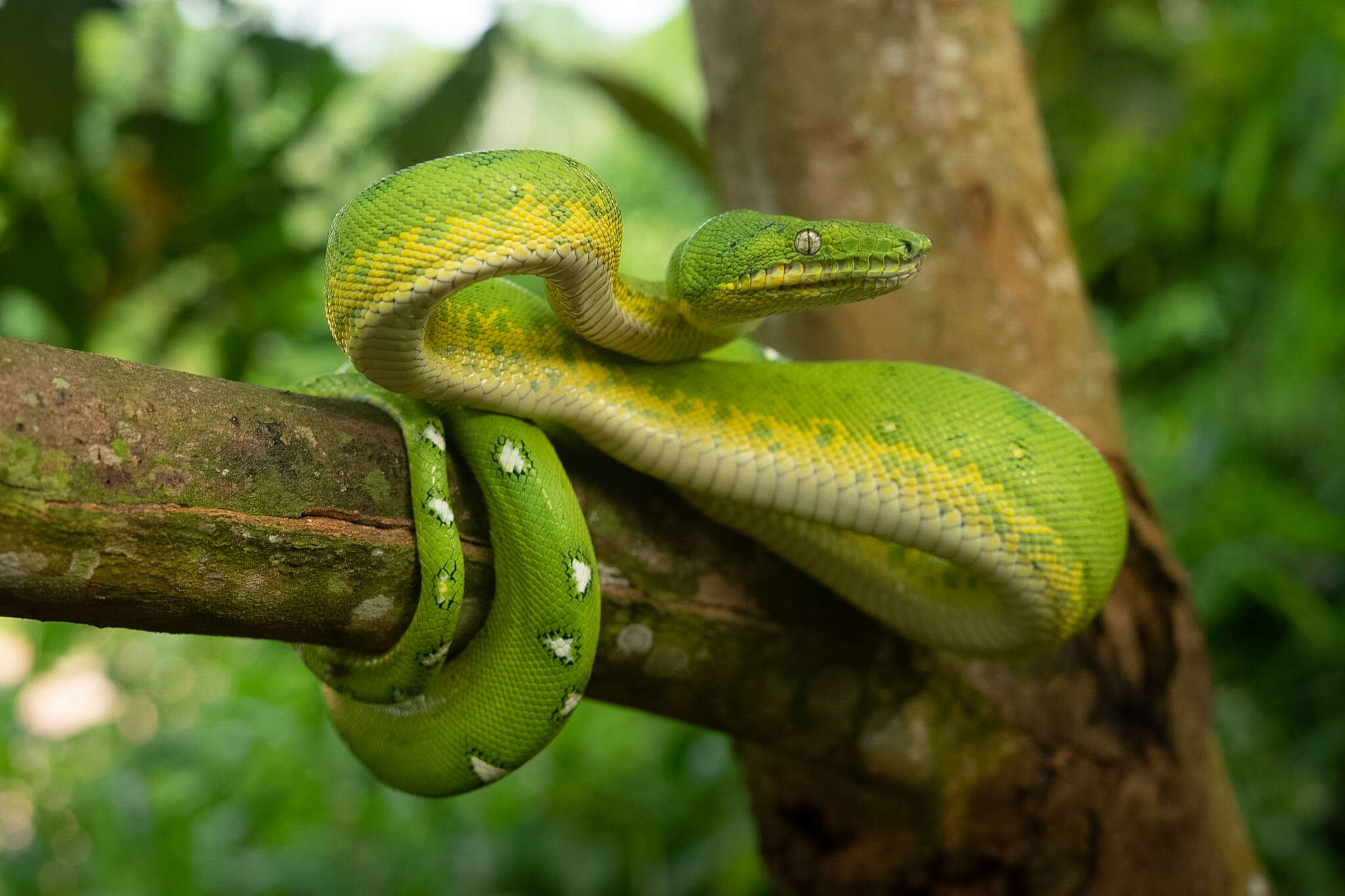 Image of Corallus batesii (Gray 1860)